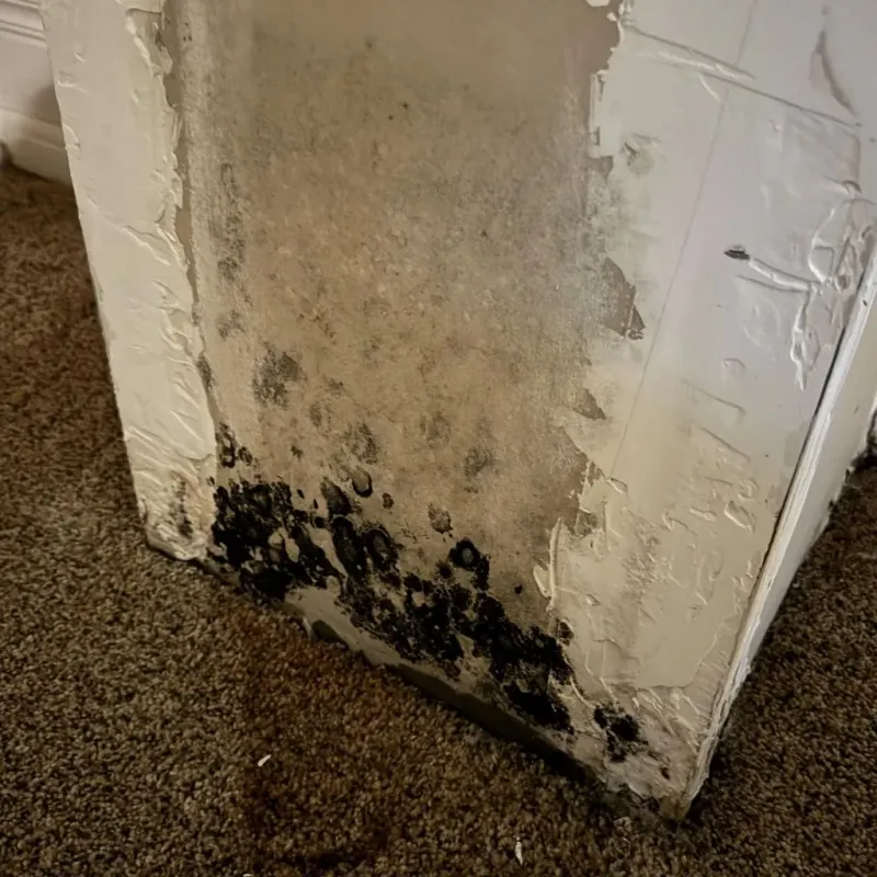 Professional Mold Removal in Atlanta, TX